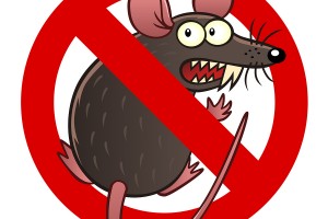 Rodent Insurance Coverage for your car in Kirkland, Washington