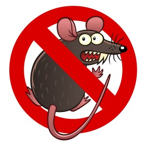 Rodent Insurance Coverage for your car in Kirkland, Washington