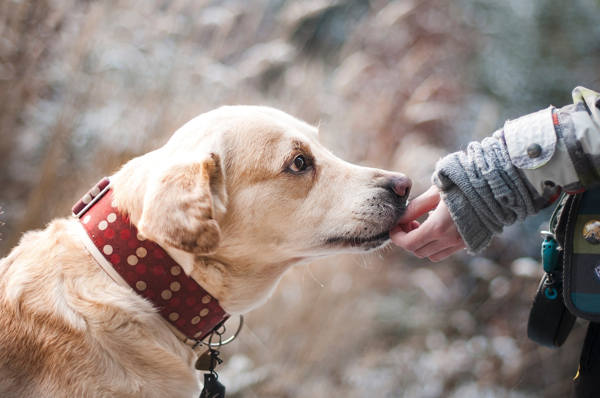 Liability Insurance for Dog Bite Claims Kirkland, WA