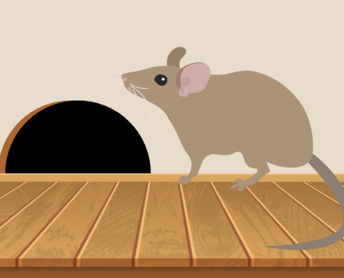 Rodent Damage & Preventative Steps to Take This Winter in Kirkland, Washington